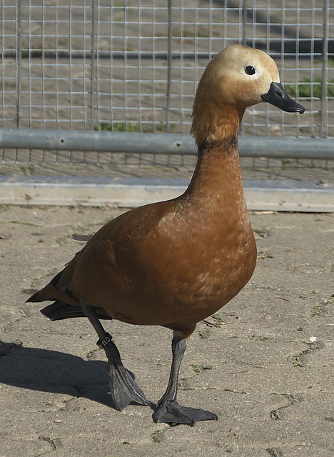 冰选手小林