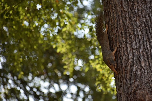 来中国队在 来中国队在